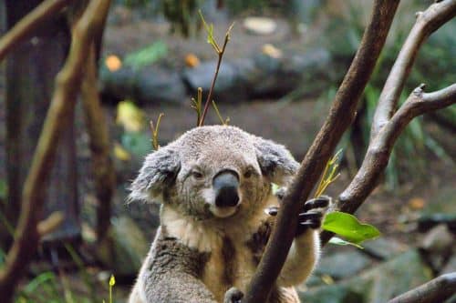 IMG 8776-1Australie2024