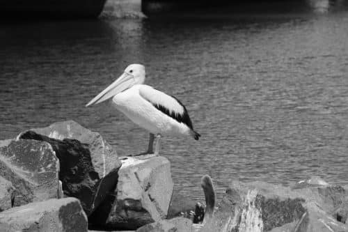 IMG 8913Australie2024