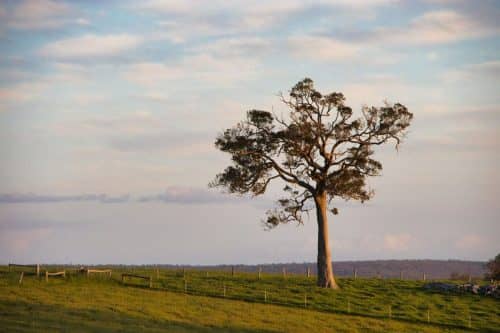 IMG 9322-1Australie2024