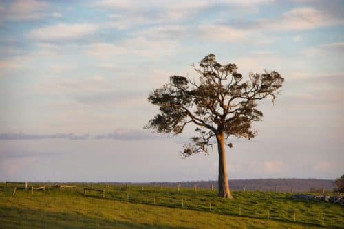 IMG 9322-1Australie2024