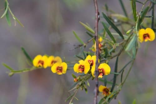 IMG 9384-1Australie2024