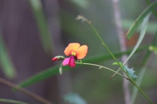 IMG 9387Australie2024