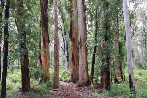 IMG 9436Australie2024