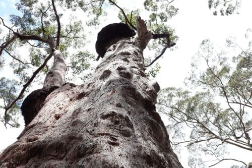 IMG 9646Australie2024