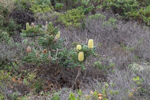 IMG 9720Australie2024